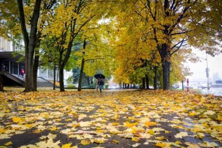 Метеоролог поділився інформацією про те, в яких областях України варто очікувати снігові покриви та коли завершаться снігопади.