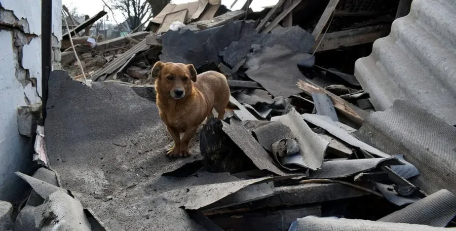 Ворожий дрон здійснив напад на волонтера, що прямував до Харківщини, щоб нагодувати тварин.